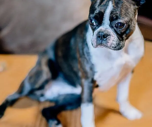 Bed & Breakfast Skalniak 3*